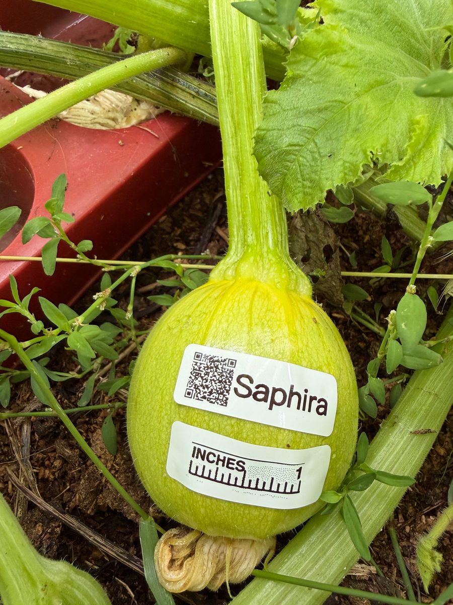 Saphira at birth