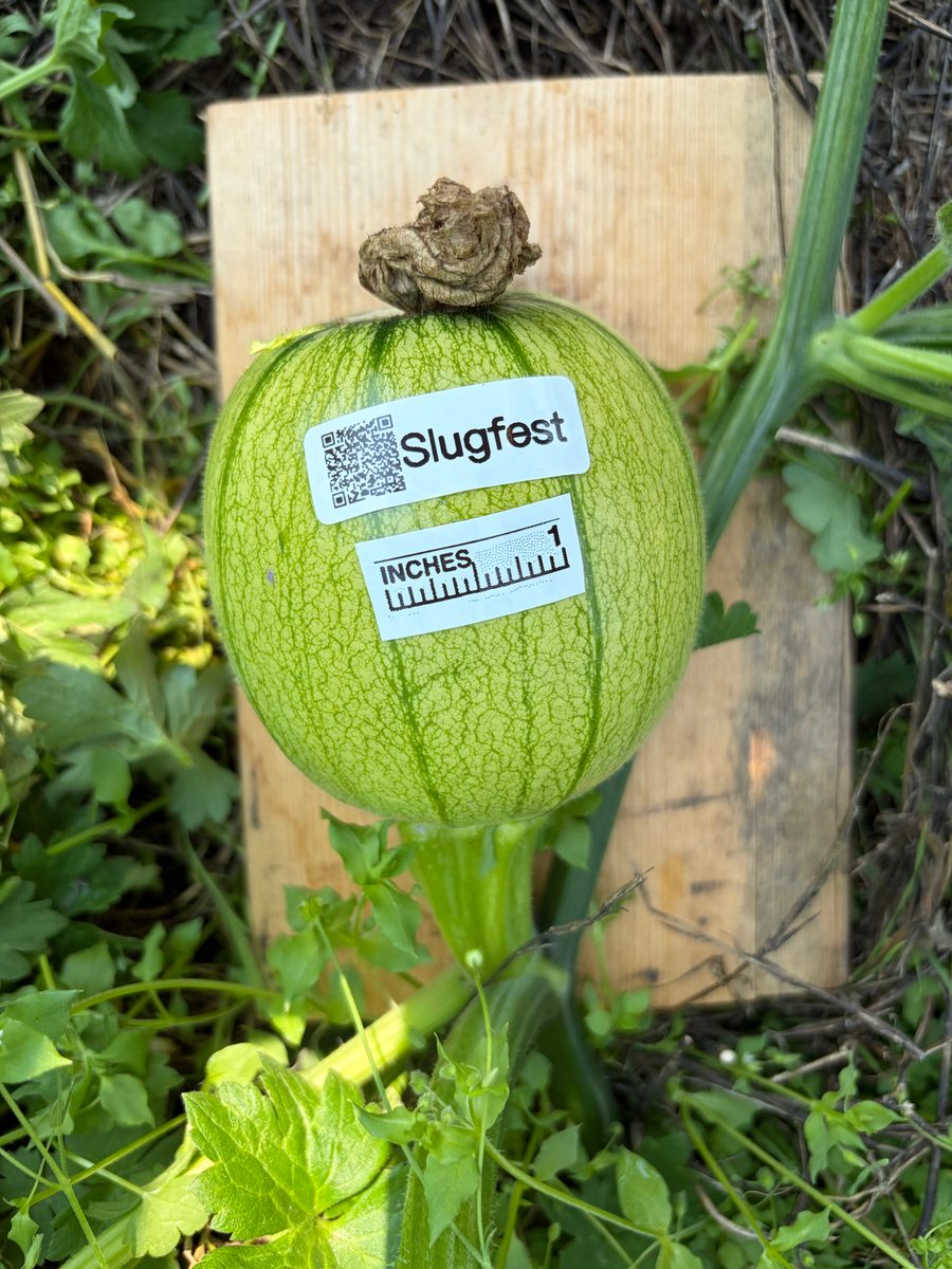 Slugfest at birth