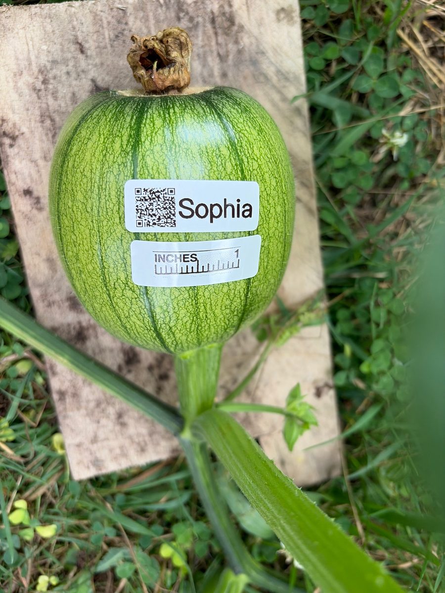 Sophia at birth