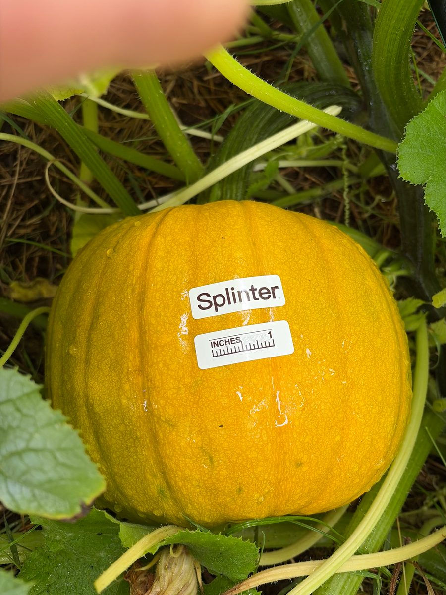 Splinter at birth