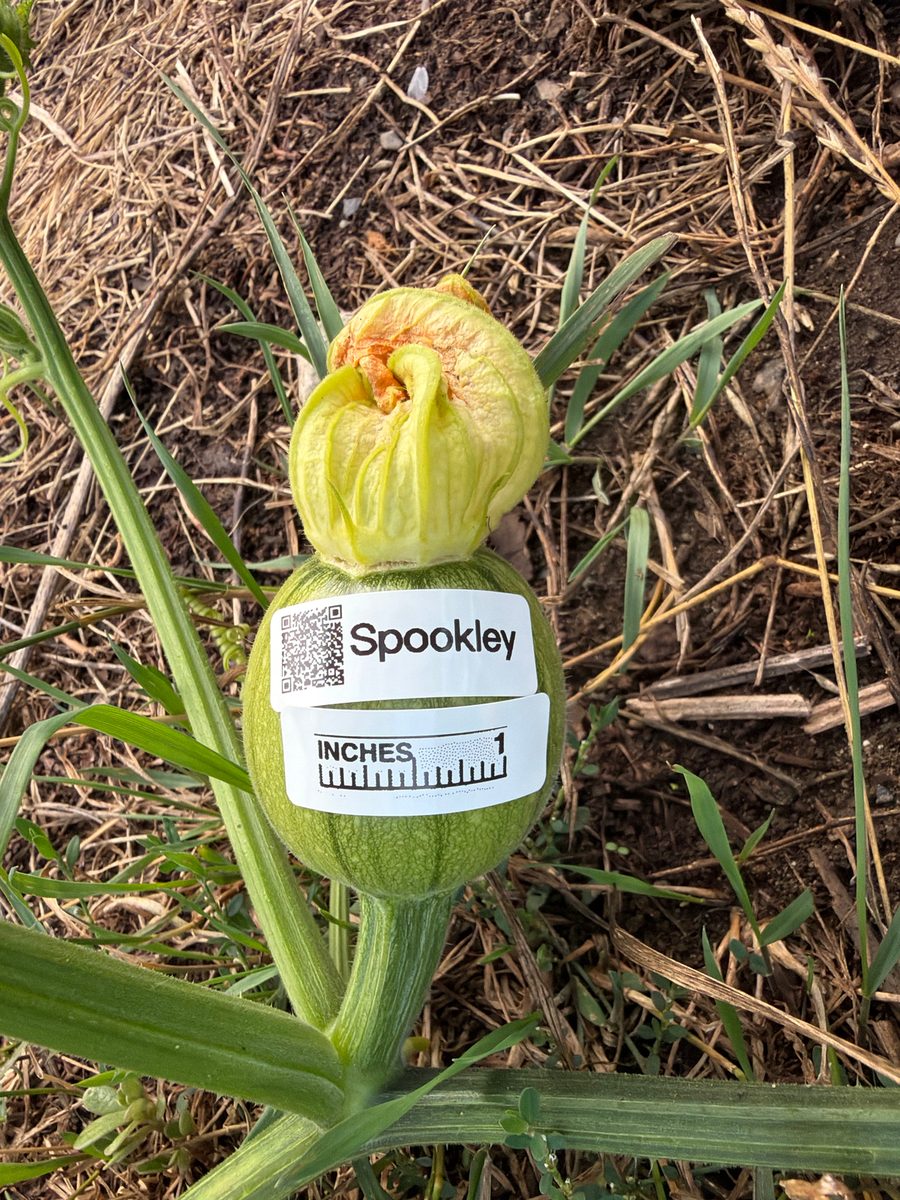 Spookley at birth