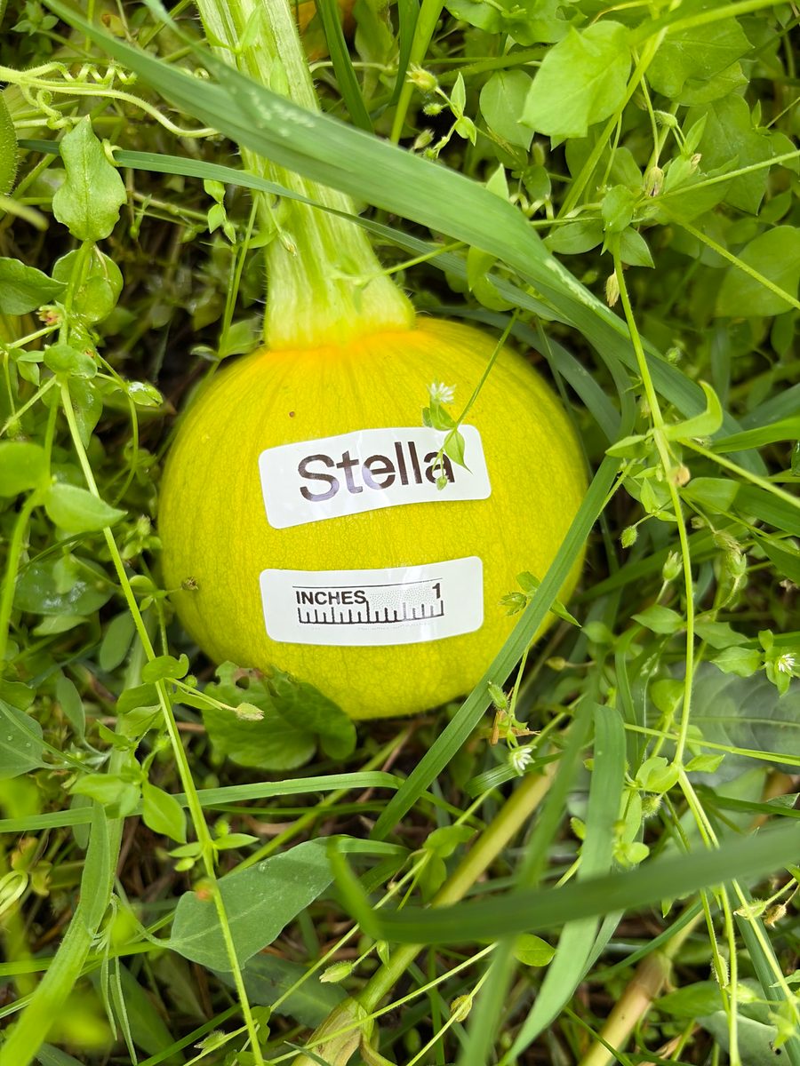 Stella at birth