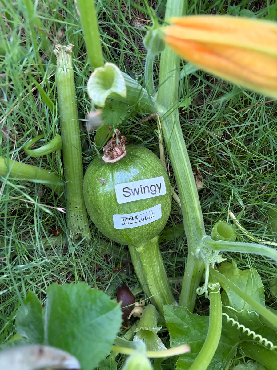Swingy at birth