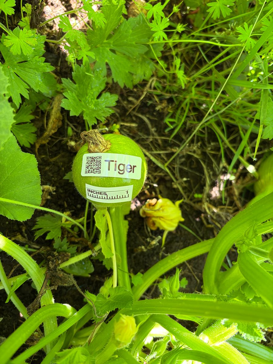 Tiger at birth