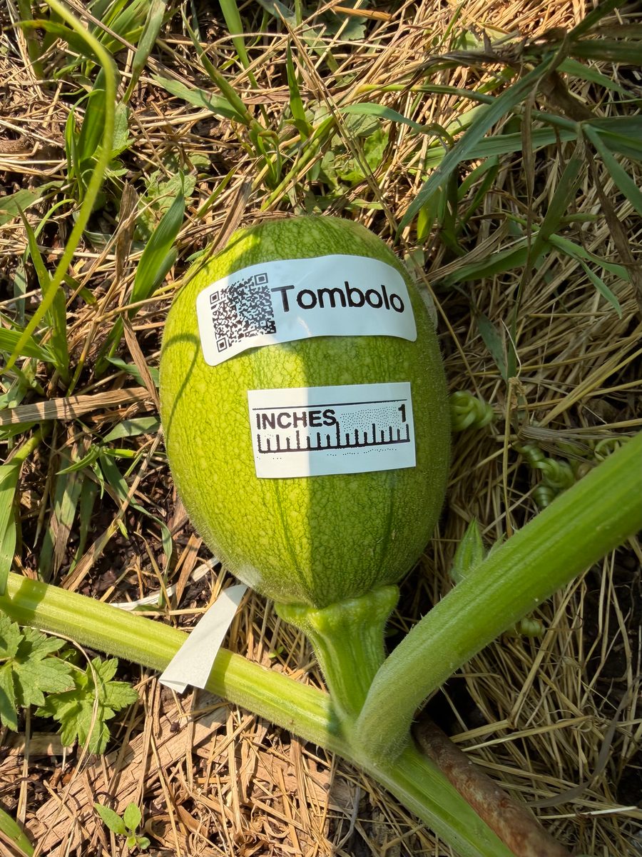 Tombolo at birth