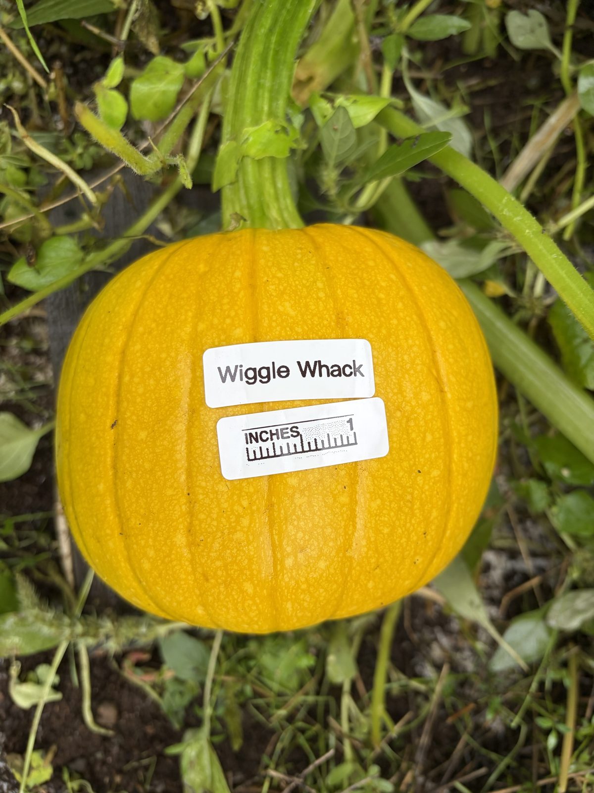 Wiggle Whack at birth