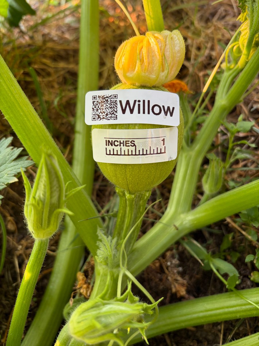 Willow at birth