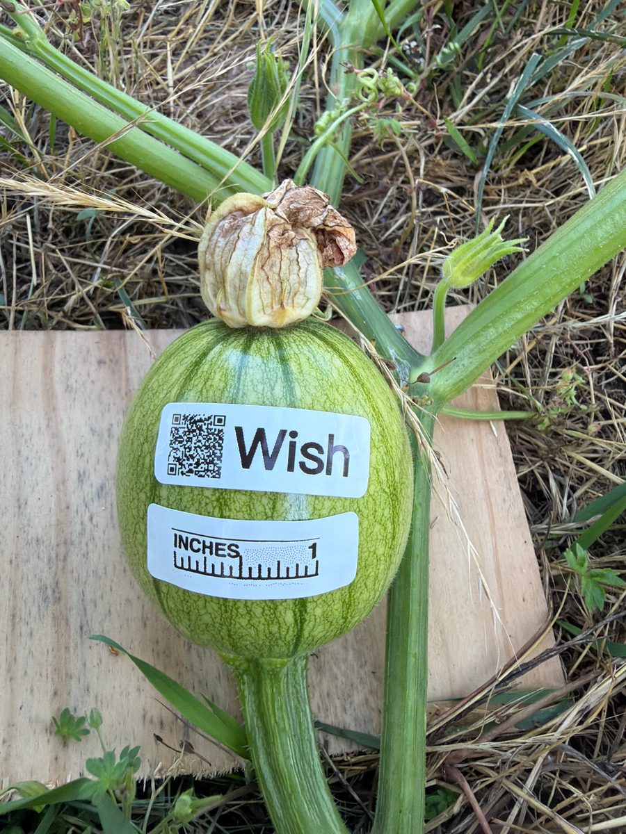 Wish at birth