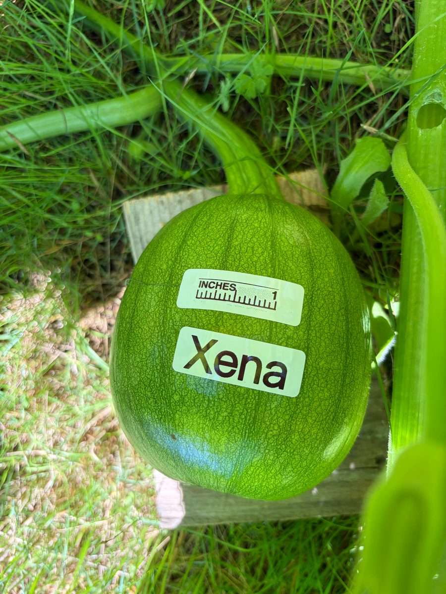 Xena at birth