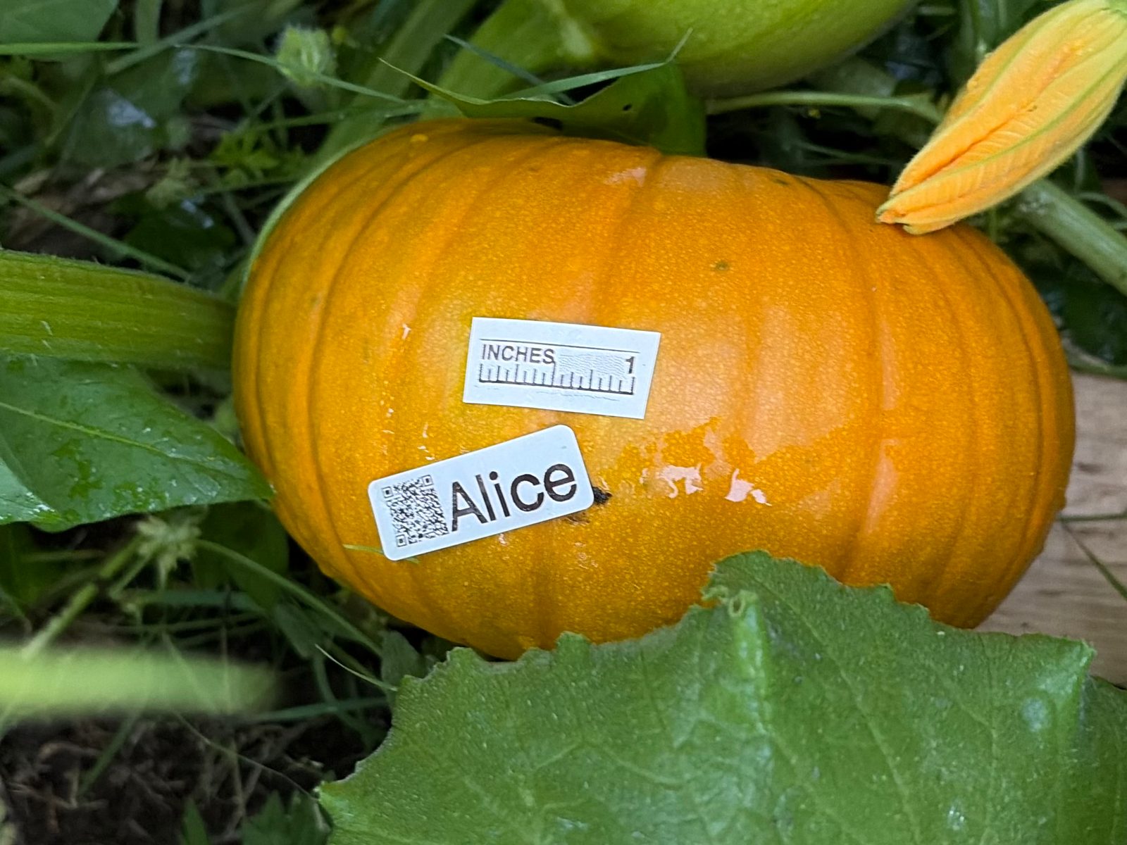 Alice in the middle of the season