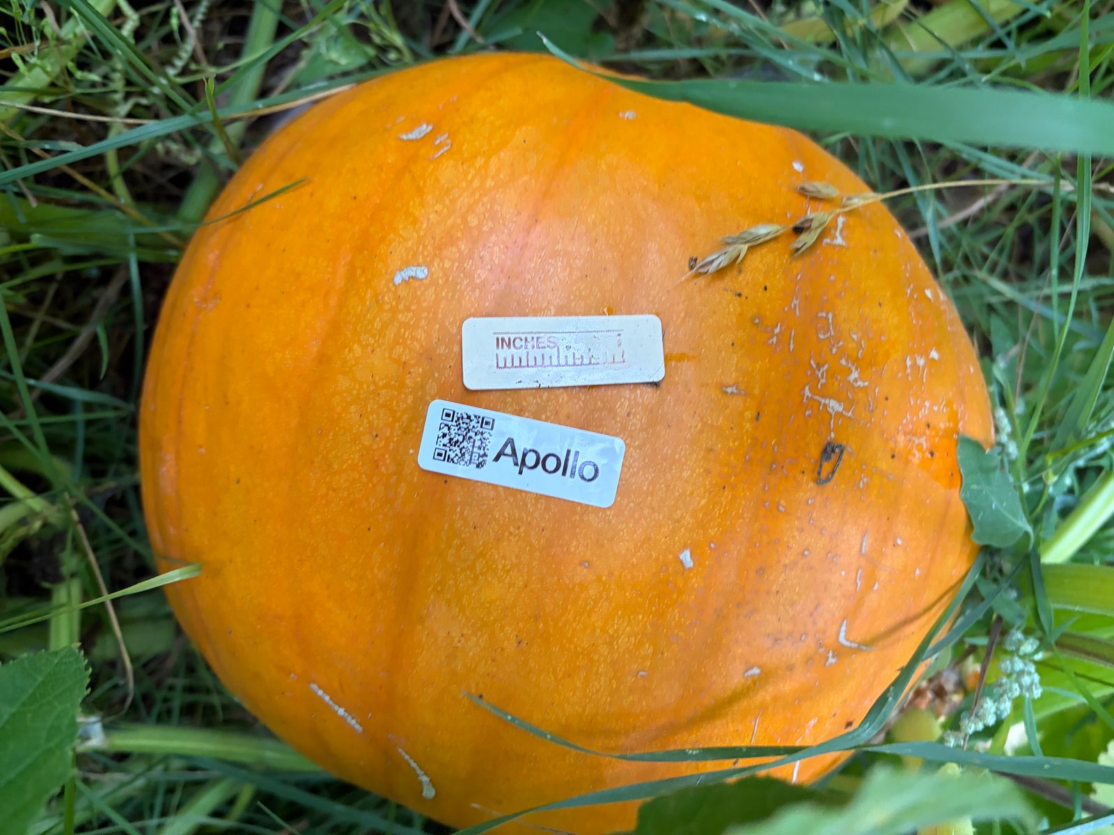 Apollo in the middle of the season