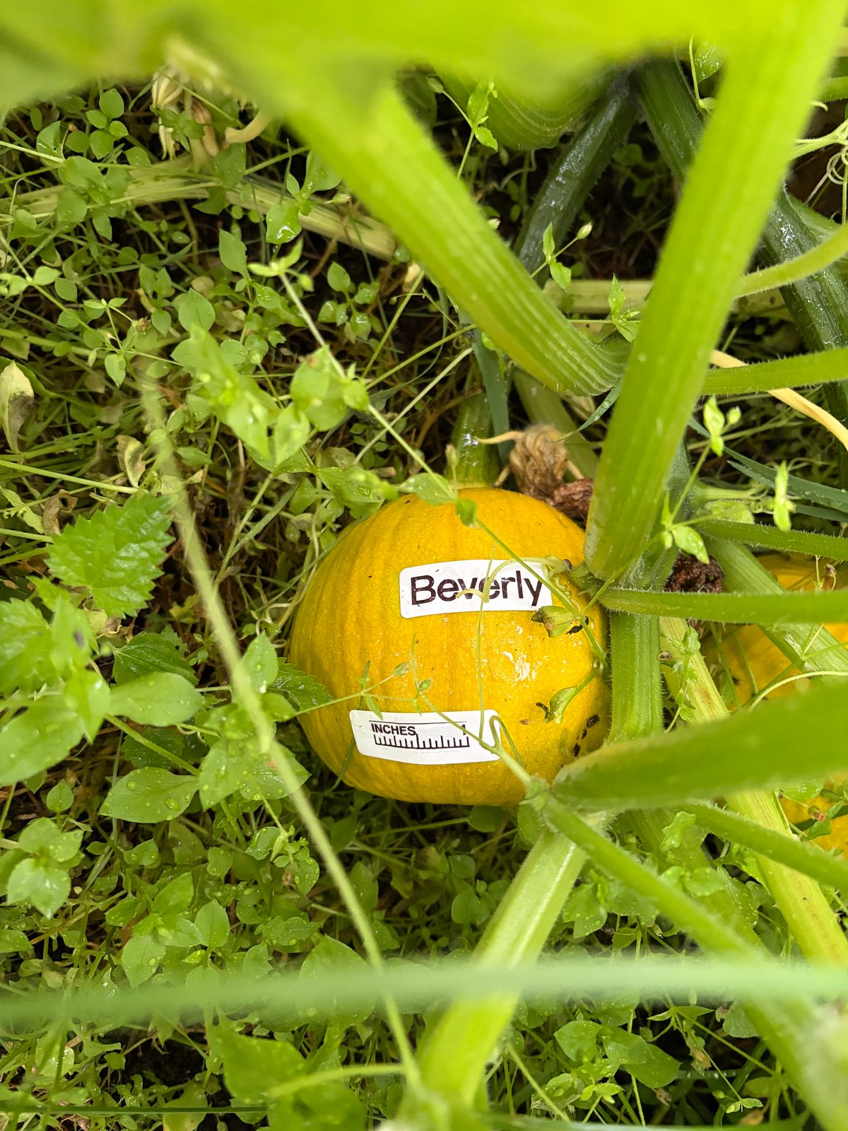 Beverly in the middle of the season