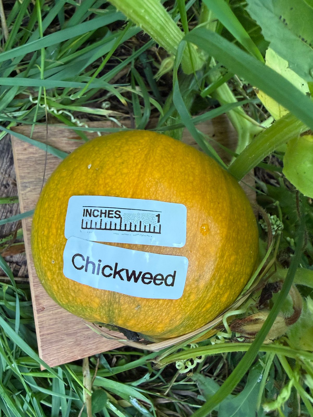 Chickweed in the middle of the season