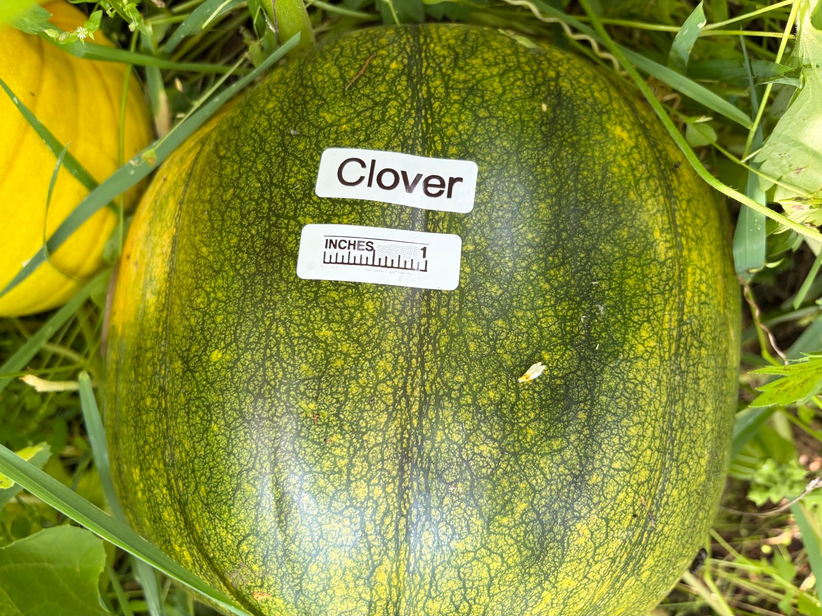 Clover in the middle of the season