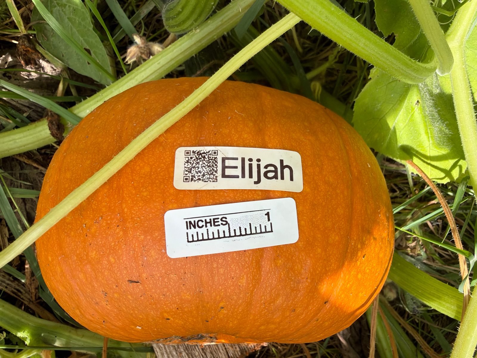 Elijah (Shōichi) in the middle of the season