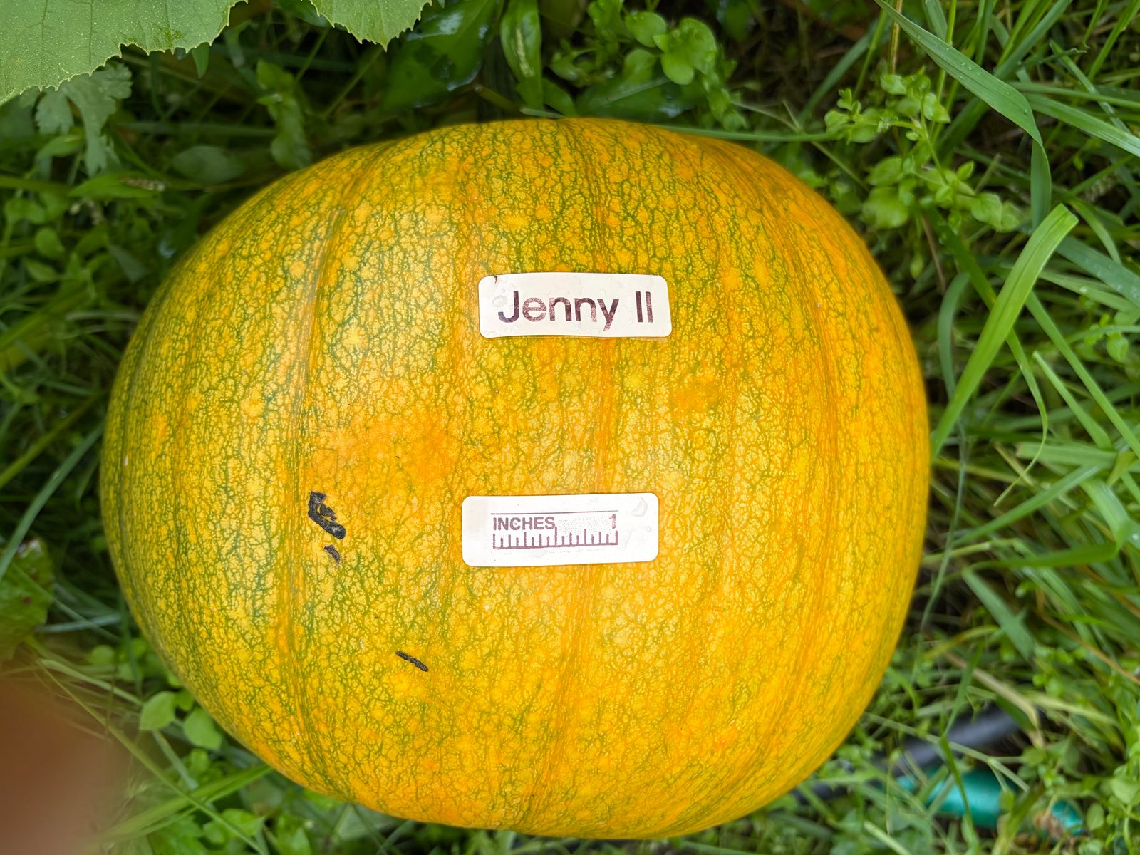 Jenny II in the middle of the season