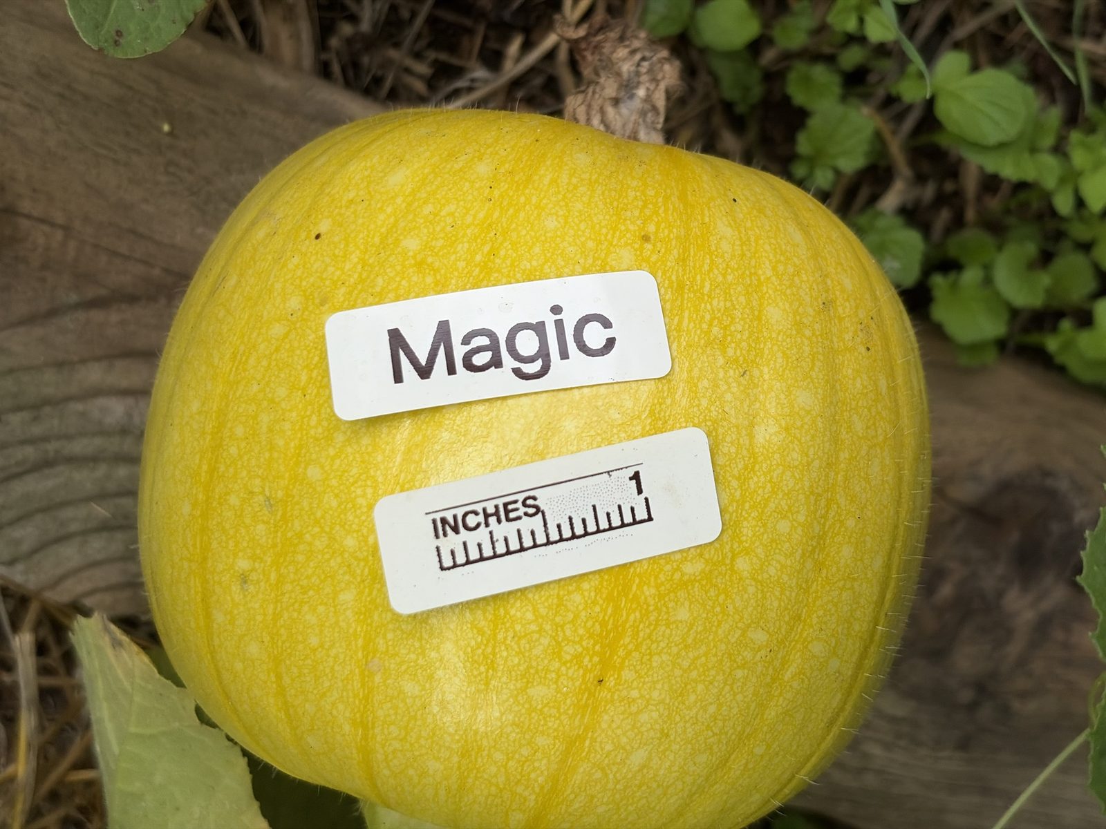 Magic in the middle of the season