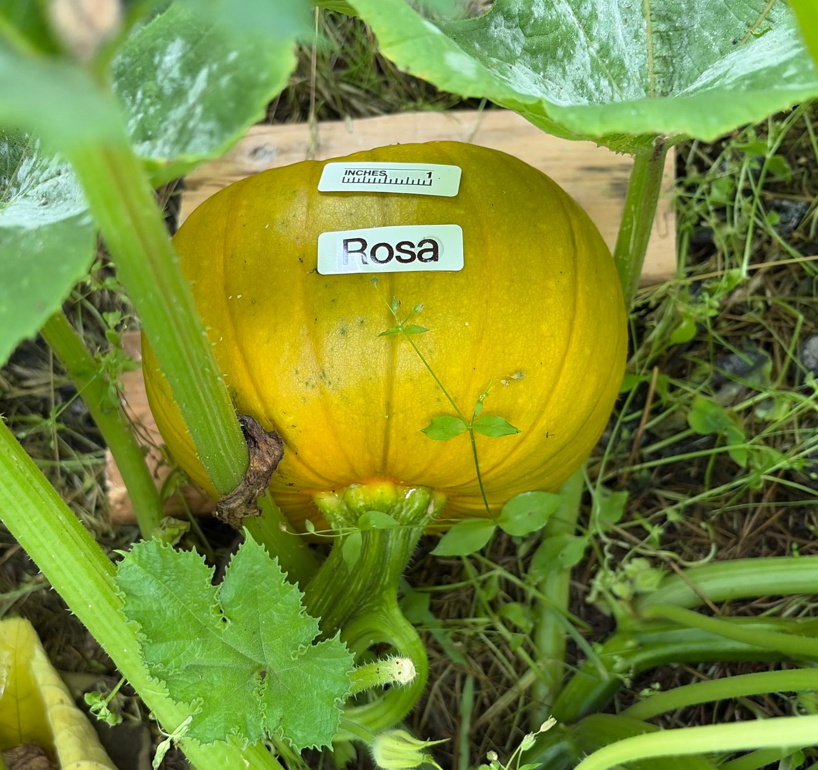 Rosa in the middle of the season