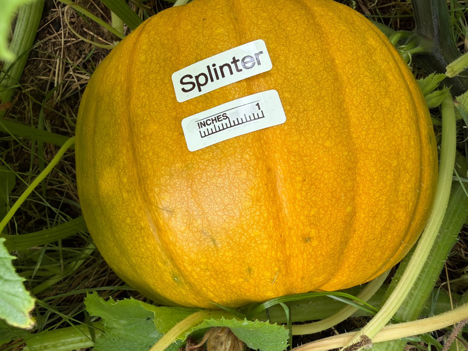 Splinter in the middle of the season