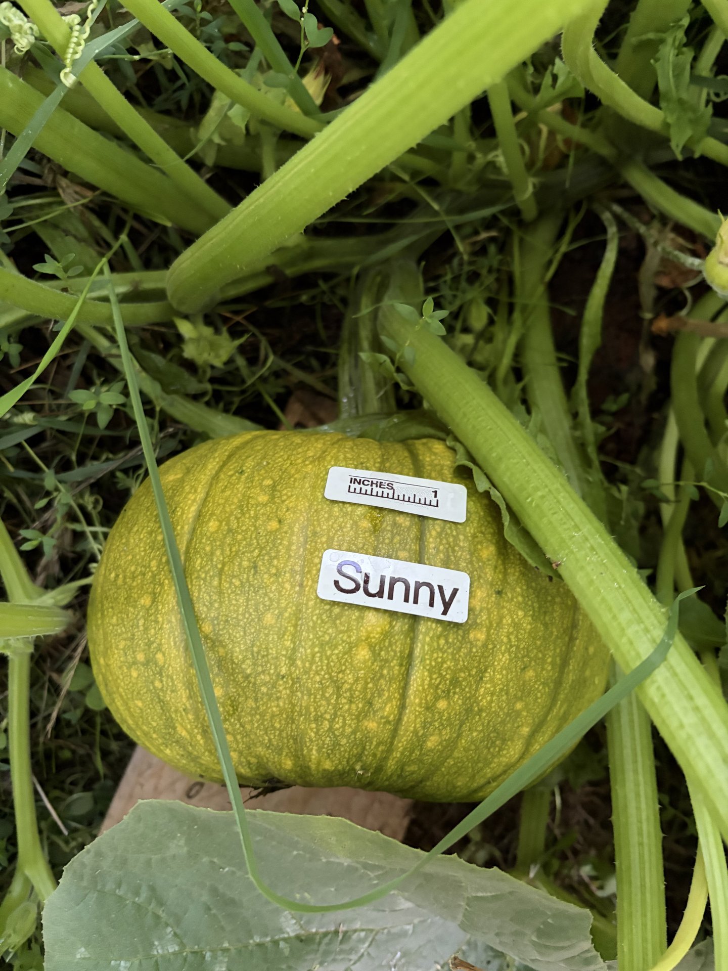 Sunny in the middle of the season
