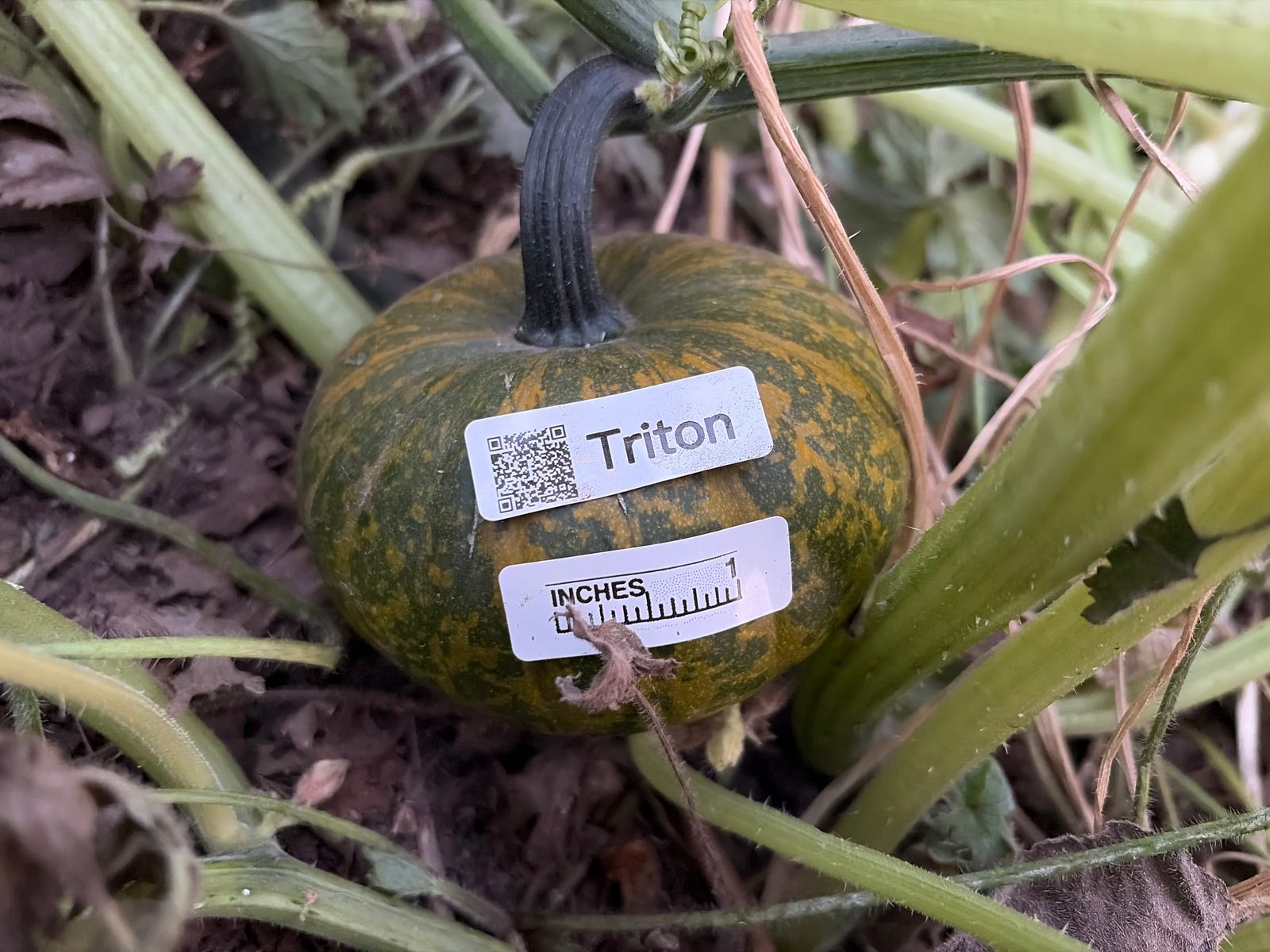 Triton in the middle of the season