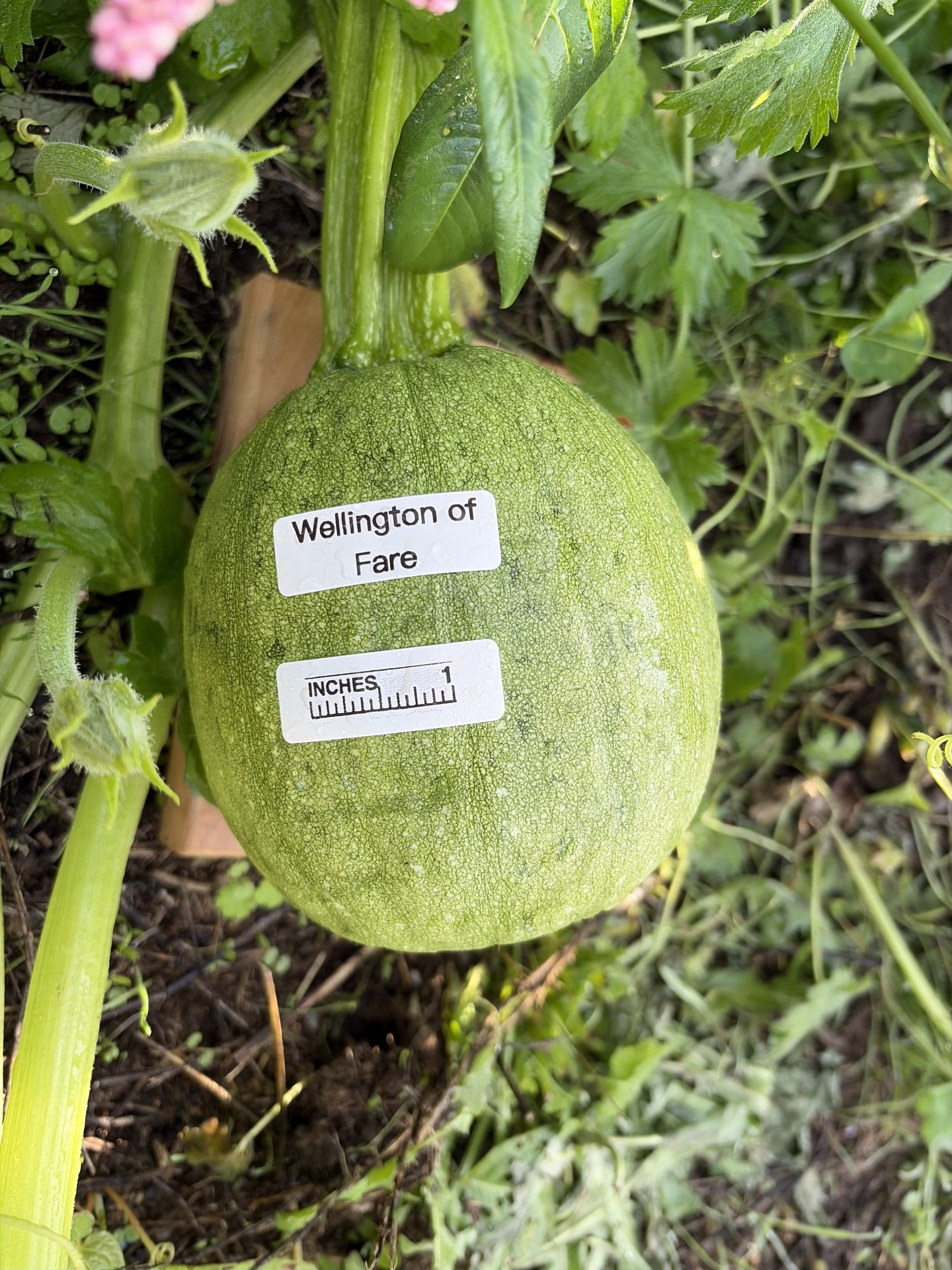 Wellington of Fare in the middle of the season