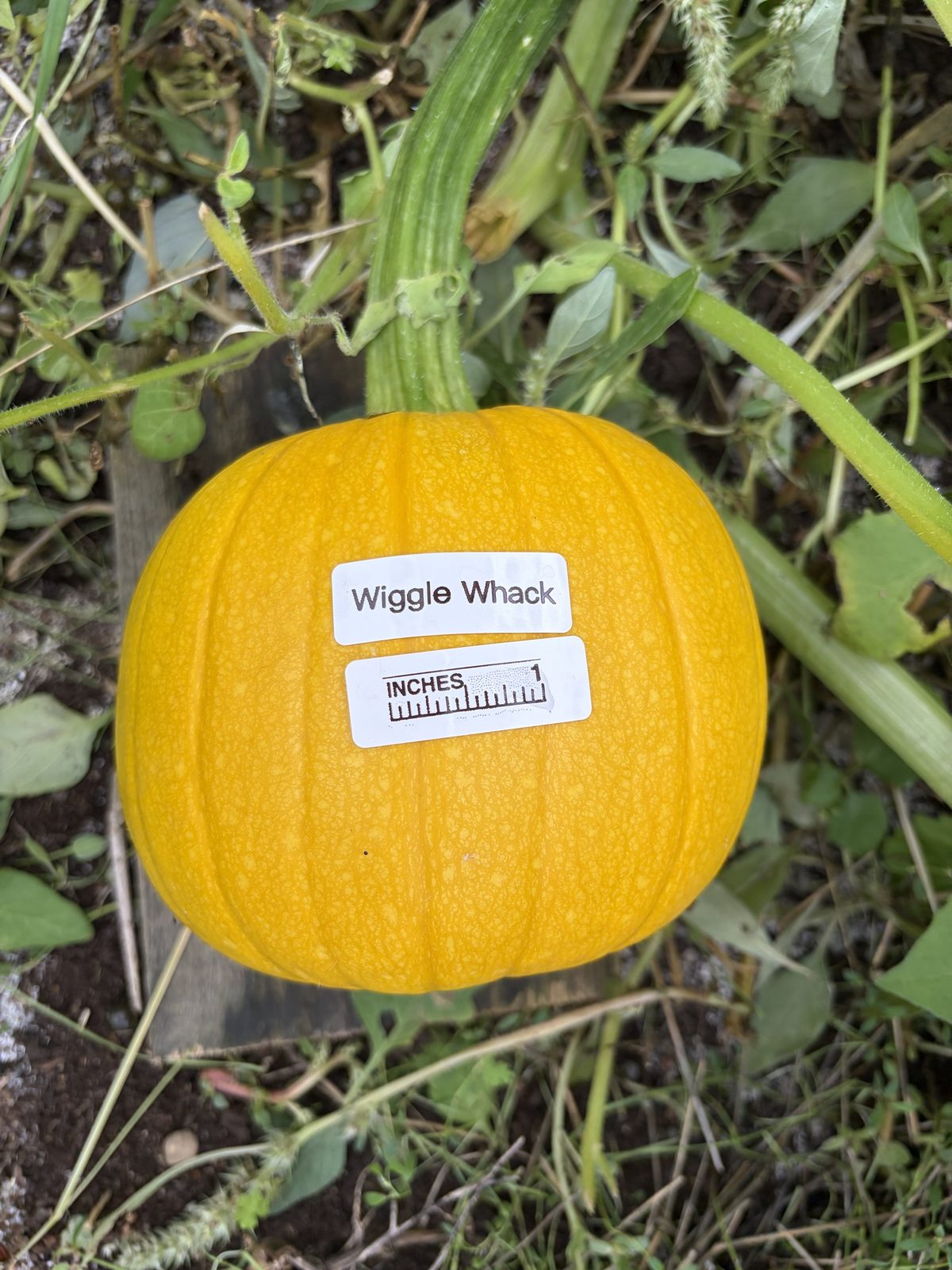 Wiggle Whack in the middle of the season