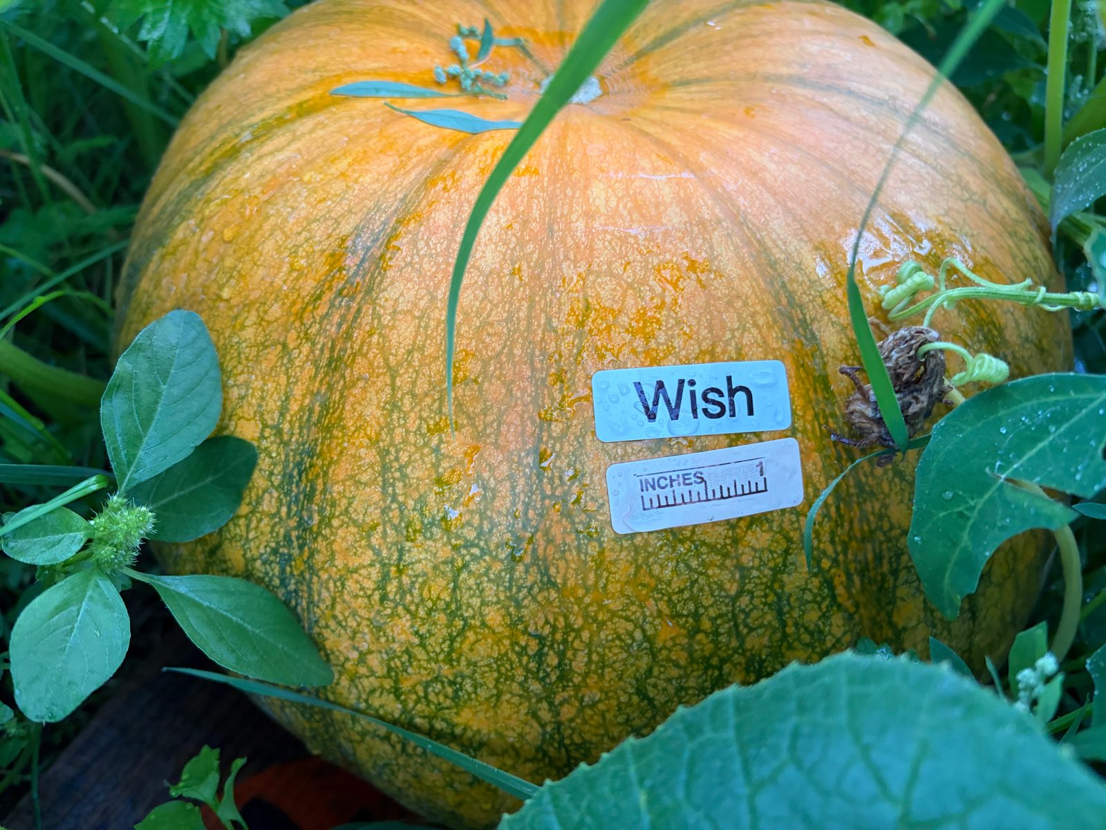 Wish in the middle of the season