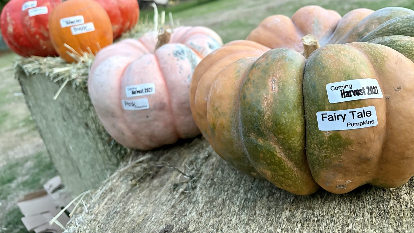 Pink, orange and green-striped pumpkins on hay bales, with stickers that read Coming Harvest 2027